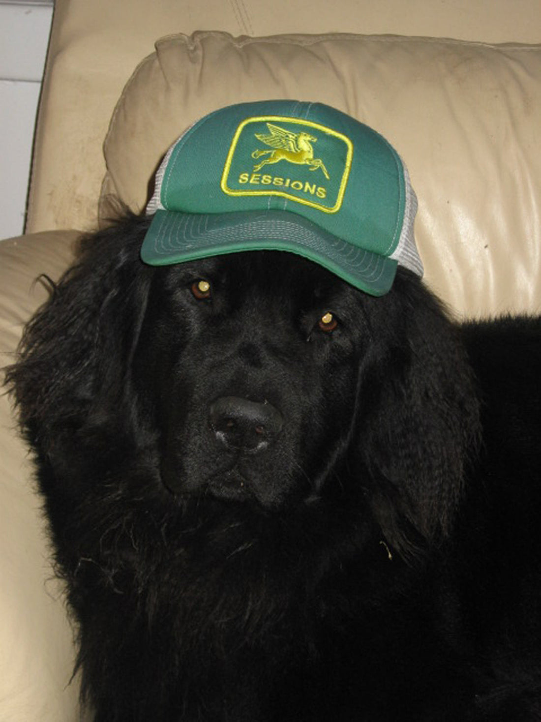 Welcome to Gentle Giant Outfitters